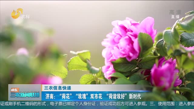【三农信息快递】济南：“荷花”“玫瑰”双市花 “荷谐玫好”新时代