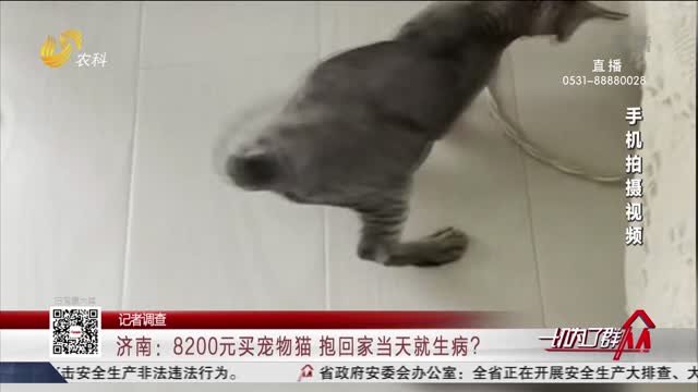 【记者调查】济南：8200元买的宠物猫 抱回家当天就生病？