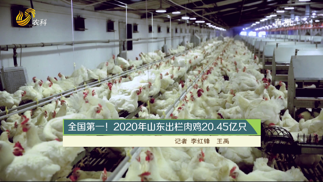【齐鲁畜牧】全国第一！2020年山东出栏肉鸡20.45亿只