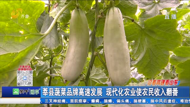莘县蔬菜品牌高速发展 现代化农业使农民收入翻番