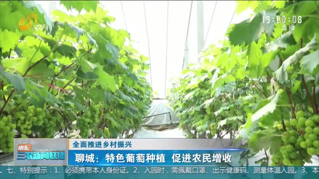【全面推进乡村振兴】聊城：特色葡萄种植 促进农民增收