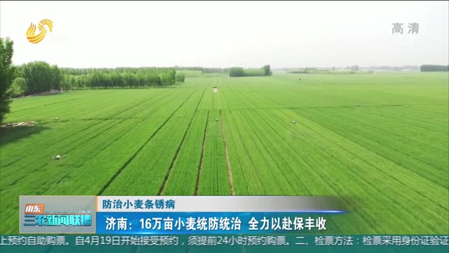 【防治小麦条锈病】济南：16万亩小麦统防统治 全力以赴保丰收