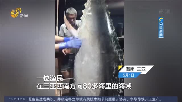 【闪电热播榜】渔民捕一条700斤金枪鱼 卖出10万元