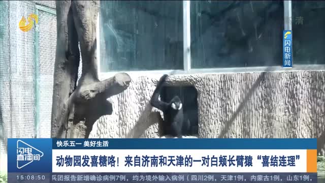 【快乐五一 美好生活】动物园发喜糖咯！来自济南和天津的一对白颊长臂猿“喜结连理”