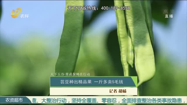 【天下五谷·果蔬保姆在行动】芸豆种出精品果 一斤多卖5毛钱
