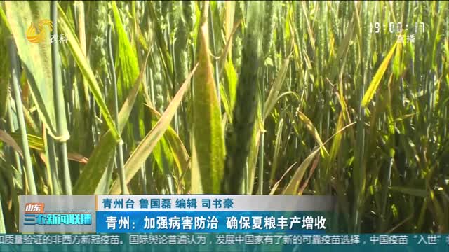 【防治小麦条锈病】青州：加强病害防治 确保夏粮丰产增收