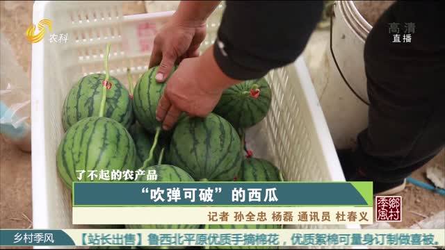 【农大腐植酸《了不起的农产品》（七）】“吹弹可破”的西瓜