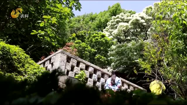 青岛崂山风景区的百年流苏古树