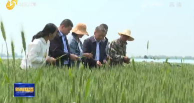 山东：防控小麦条锈病 确保夏粮丰产丰收