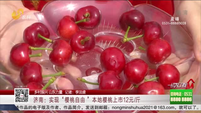【乡村振兴 山东力量】济南：实现“樱桃自由 ”本地樱桃上市12元/斤