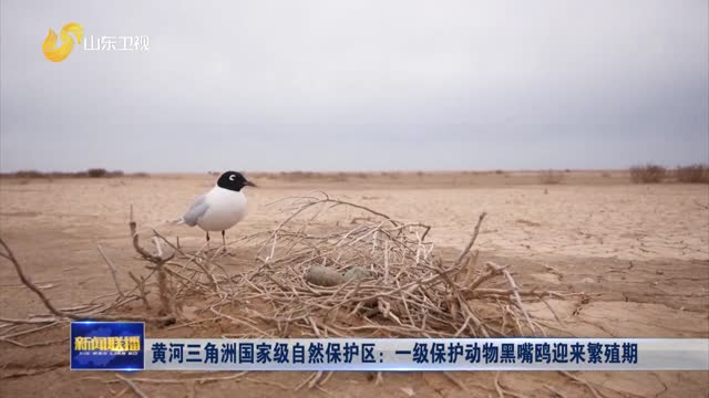 黄河三角洲国家级自然保护区：一级保护动物黑嘴鸥迎来繁殖期