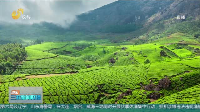 【第四届中国国际茶叶博览会】茶界“新贵族”长清茶 意向成交额破千万