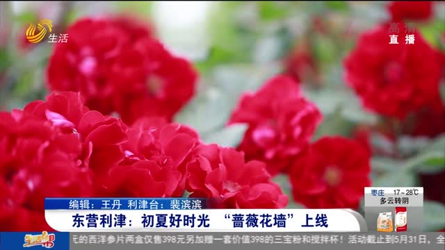 东营利津：初夏好时光 “蔷薇花墙”上线