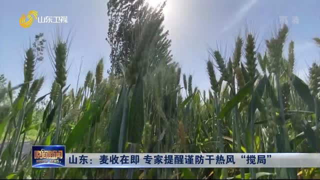 山东：麦收在即 专家提醒谨防干热风“搅局”
