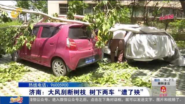 济南：大风刮断树枝 树下两车“遭了殃”