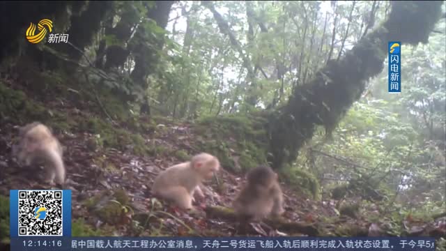 【闪电热播榜】红外相机记录黑熊洗澡 猴子“遛娃”