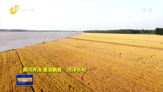 【诗画山东】黄河奔流 麦浪飘香