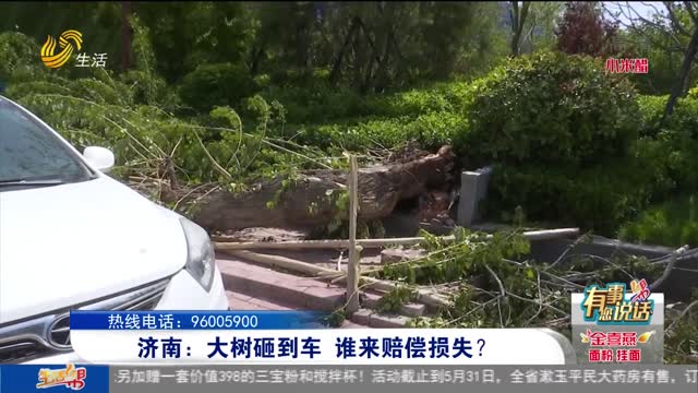 【有事您说话】济南：大树砸到车 谁来赔偿损失？