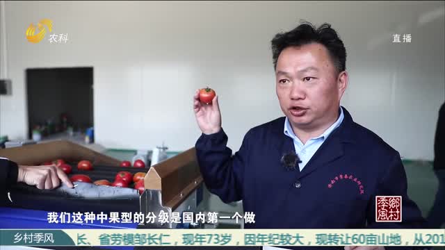 吴景春：打造产业“芯片”构建番茄王国