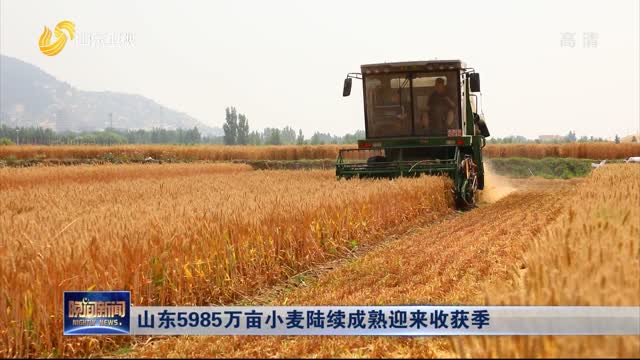 山东5985万亩小麦陆续成熟迎来收获季