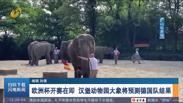 欧洲杯开赛在即 汉堡动物园大象将预测德国队结果