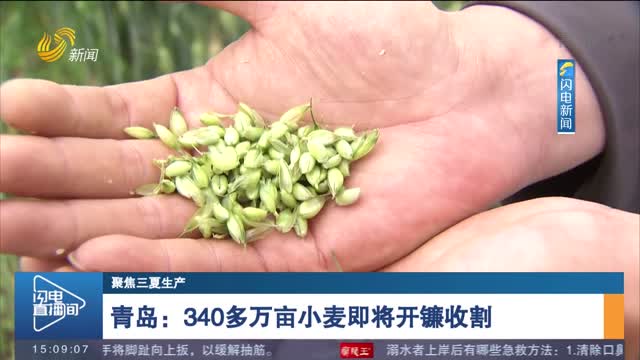 【聚焦三夏生产】青岛：340多万亩小麦即将开镰收割
