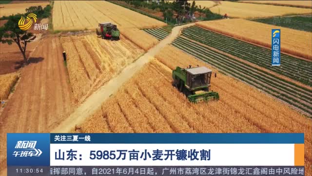 【关注三夏一线】 山东：5985万亩小麦开镰收割