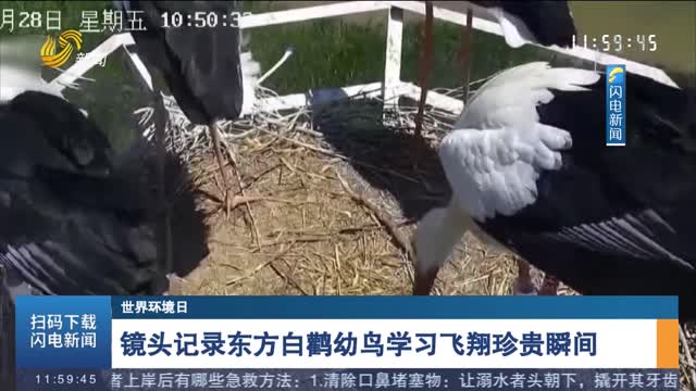 【世界环境日】镜头记录东方白鹳幼鸟学习飞翔珍贵瞬间