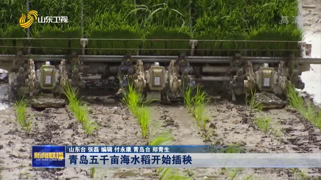 青岛五千亩海水稻开始插秧