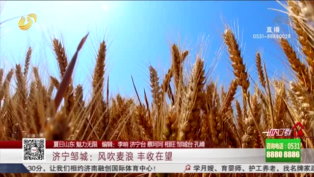 【夏日山东 魅力无限】济宁邹城：风吹麦浪 丰收在望