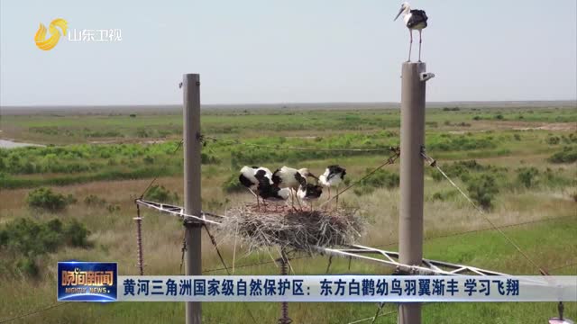 黄河三角洲国家级自然保护区：东方白鹳幼鸟羽翼渐丰 学习飞翔