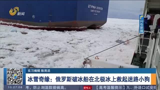 冰雪奇缘：俄罗斯破冰船在北极冰上救起迷路小狗
