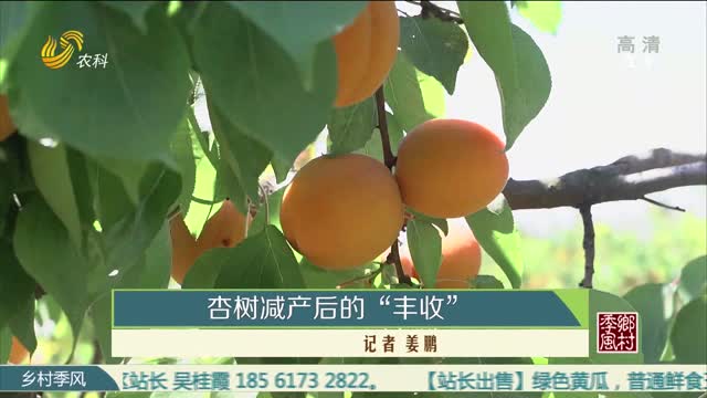 杏树减产后的“丰收”