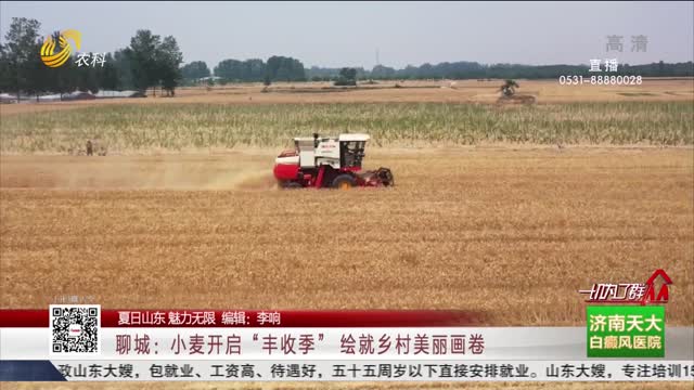 【夏日山东 魅力无限】聊城：小麦开启“丰收季” 绘就乡村美丽画卷
