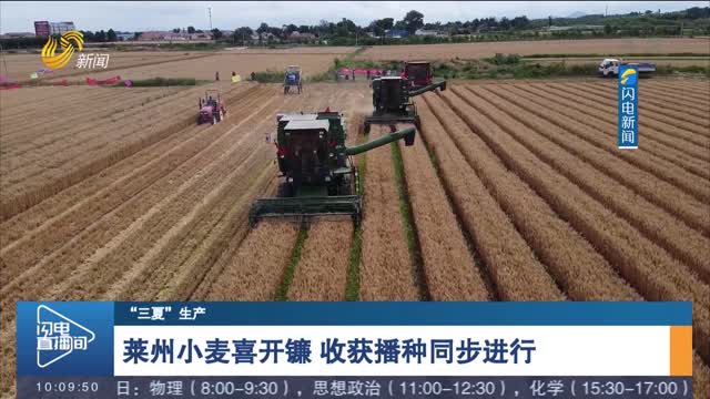 【“三夏“生产】莱州小麦喜开镰 收获播种同步进行