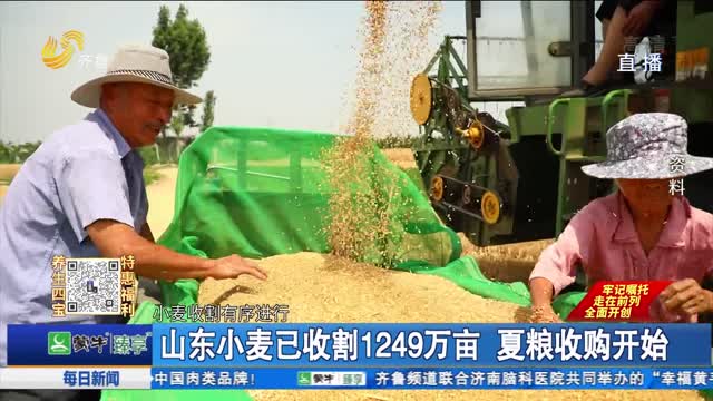 山东小麦已收割1249万亩 夏粮收购开始