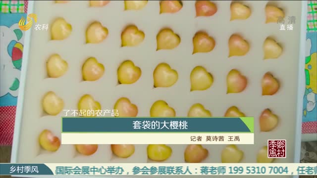 【农大腐植酸《了不起的农产品》（十）】套袋的大樱桃