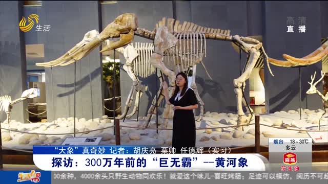 【“大象”真奇妙】探访：300万年前的“巨无霸”——黄河象