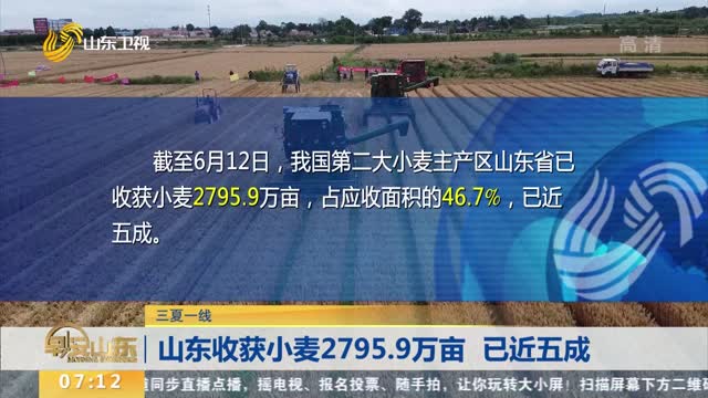 【三夏一线】山东收获小麦2795.9万亩 已近五成