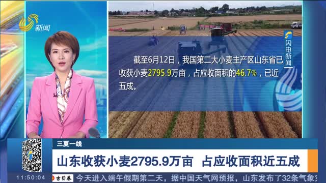 【三夏一线】山东收获小麦2795.9万亩 占应收面积近五成