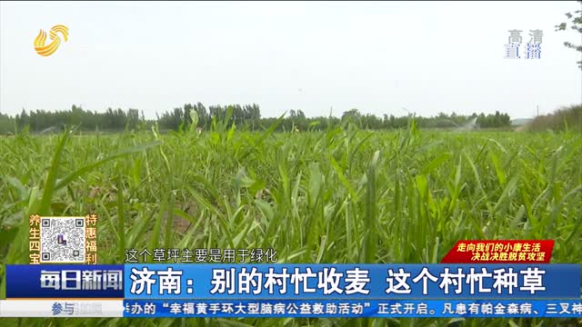济南：别的村忙收麦 这个村忙种草