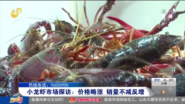 小龙虾市场探访：价格略涨 销量不减反增