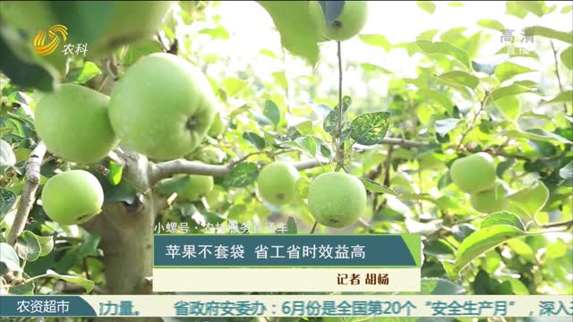 【小螺号·农技服务直通车】苹果不套袋 省工省时效益高