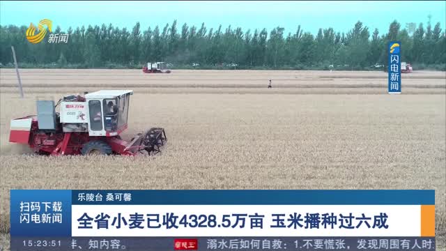 【三夏一线】全省小麦已收4328.5万亩 玉米播种过六成