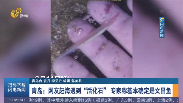 青岛：网友赶海遇到“活化石” 专家称基本确定是文昌鱼