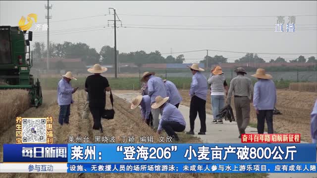 莱州：“登海206”小麦亩产破800公斤