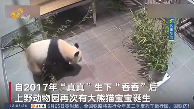 【闪电热播榜】今年全球首对！旅日大熊猫喜诞双胞胎