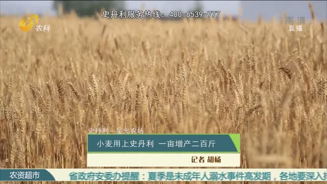 【史丹利·星光农场】小麦用上史丹利 一亩增产二百斤