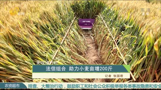 【麦收进行时】法信组合 助力小麦亩增200斤