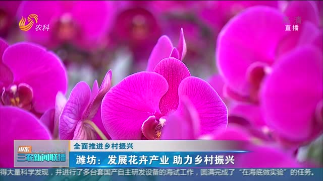【全面推进乡村振兴】潍坊：发展花卉产业 助力乡村振兴